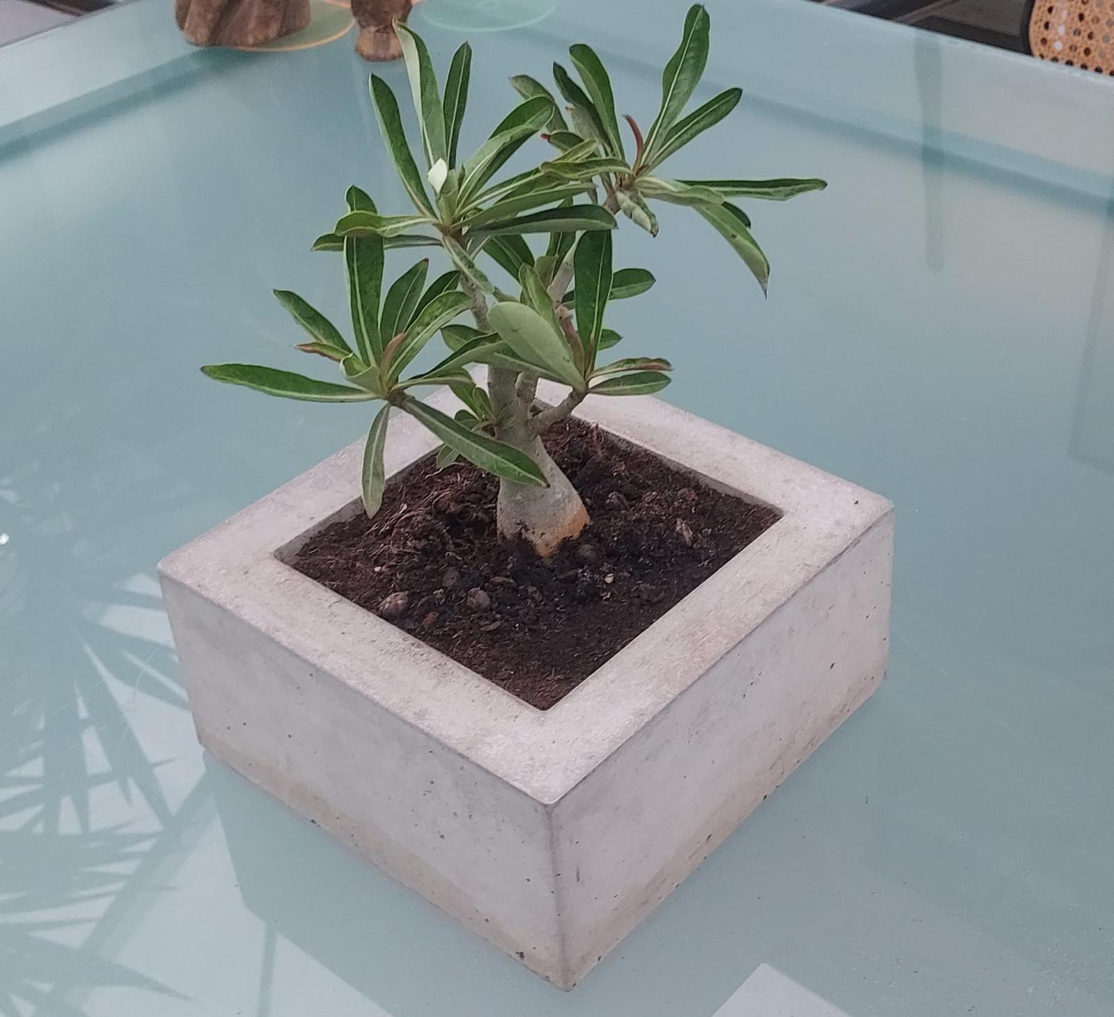 Adenium Arabicum im Beton Pflanzgefäß BLOCK eingepfanzt 